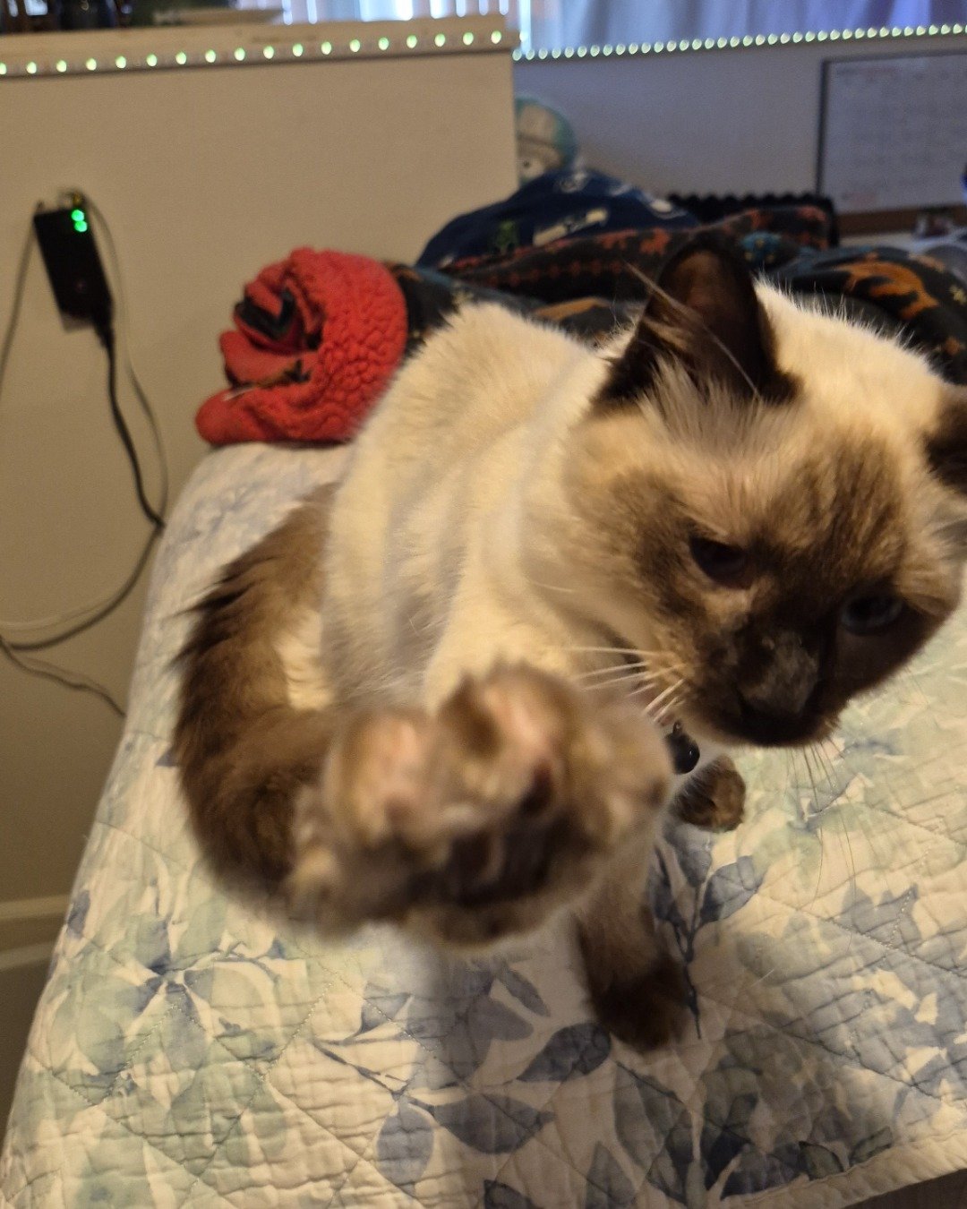 molly the siamese mix. Furniture, Cat, Blanket, Siamese, Bed