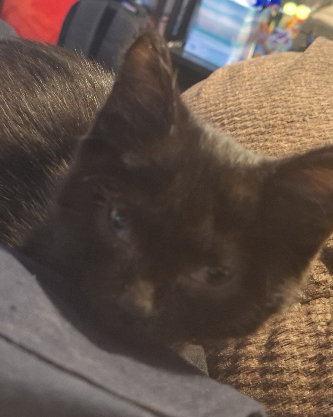 Aries the Black cat. Dog, Cat