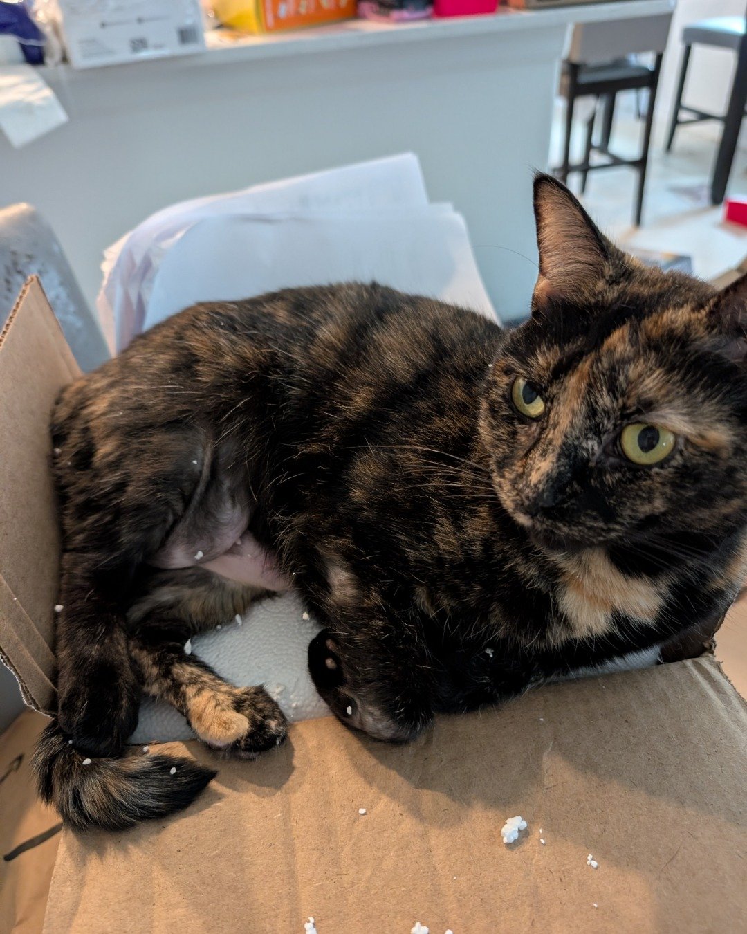 Clawdia. Box, Cat, Indoors, Interior Design