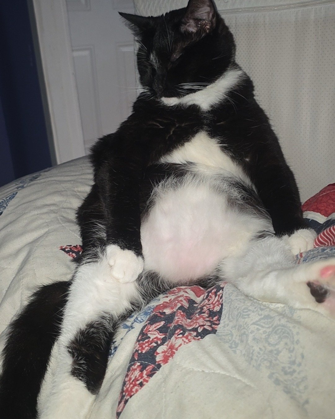 Mr.Pickles the Tuxedo cat. Couch, Furniture, Cat, Quilt, Bed, Kitten