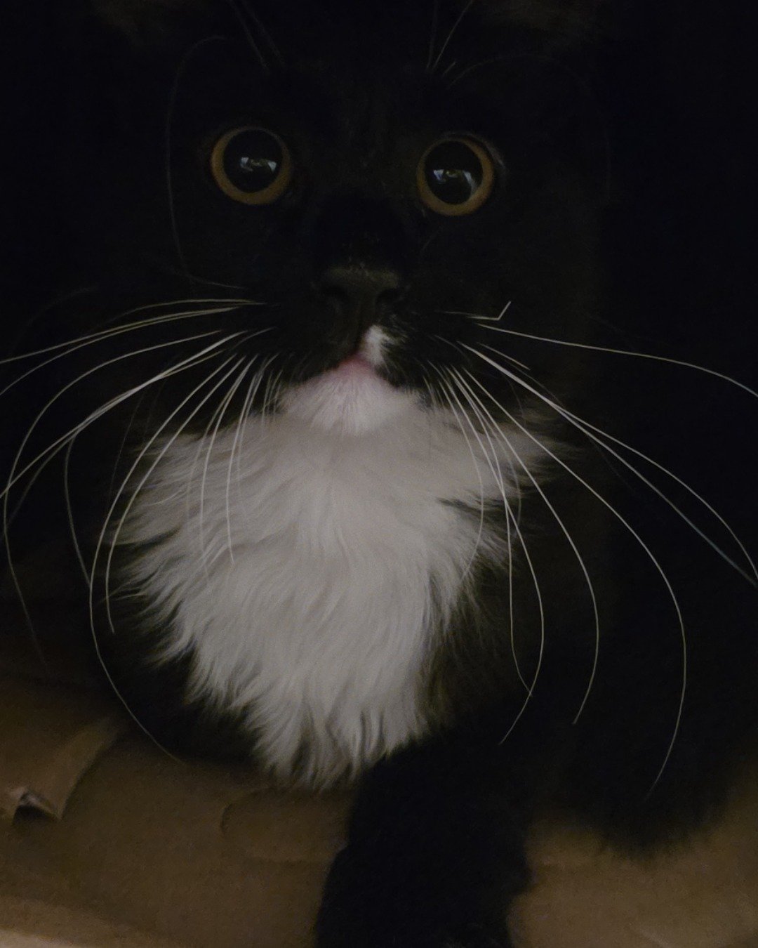 Andy. Cat, Kitten