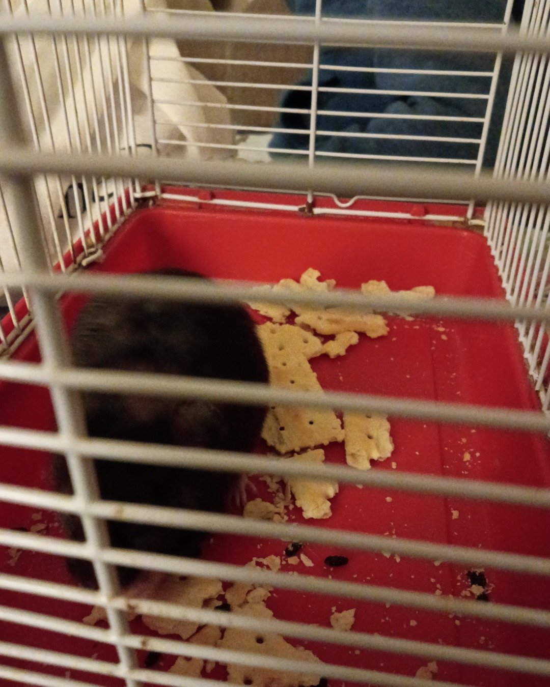 dean the black bear hamster. Rodent