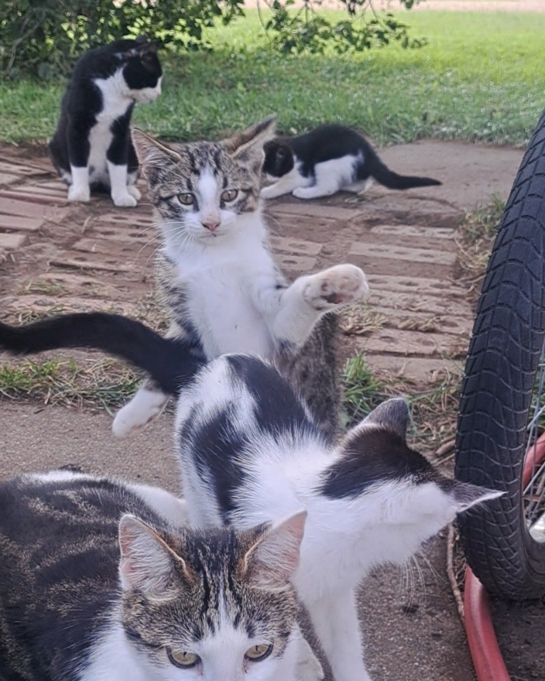 Sol. Cat, Kitten, Machine, Spoke, Grass, Plant