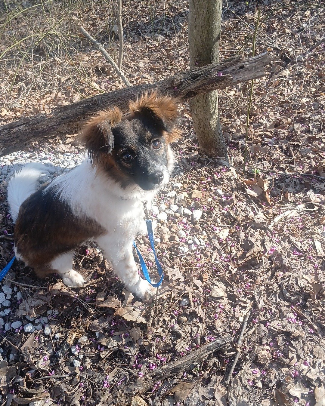 Lucy the mutt. Accessories, Strap, Soil, Dog, Puppy, Rock