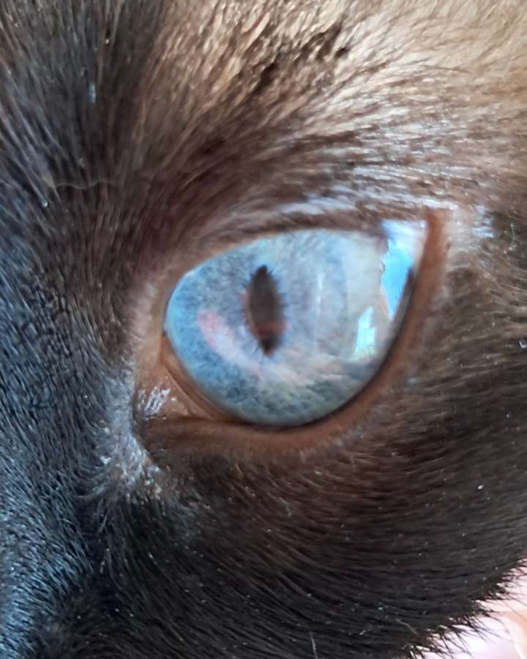 Luna🌙💫 (twin of Stella) the Siamese. Cat, Person, Siamese