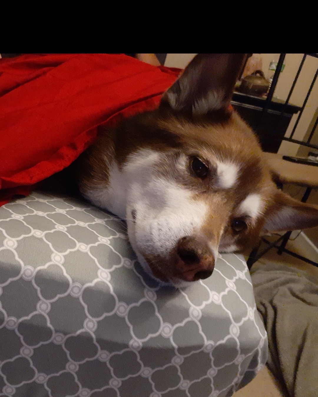 Nala the Siberian Husky