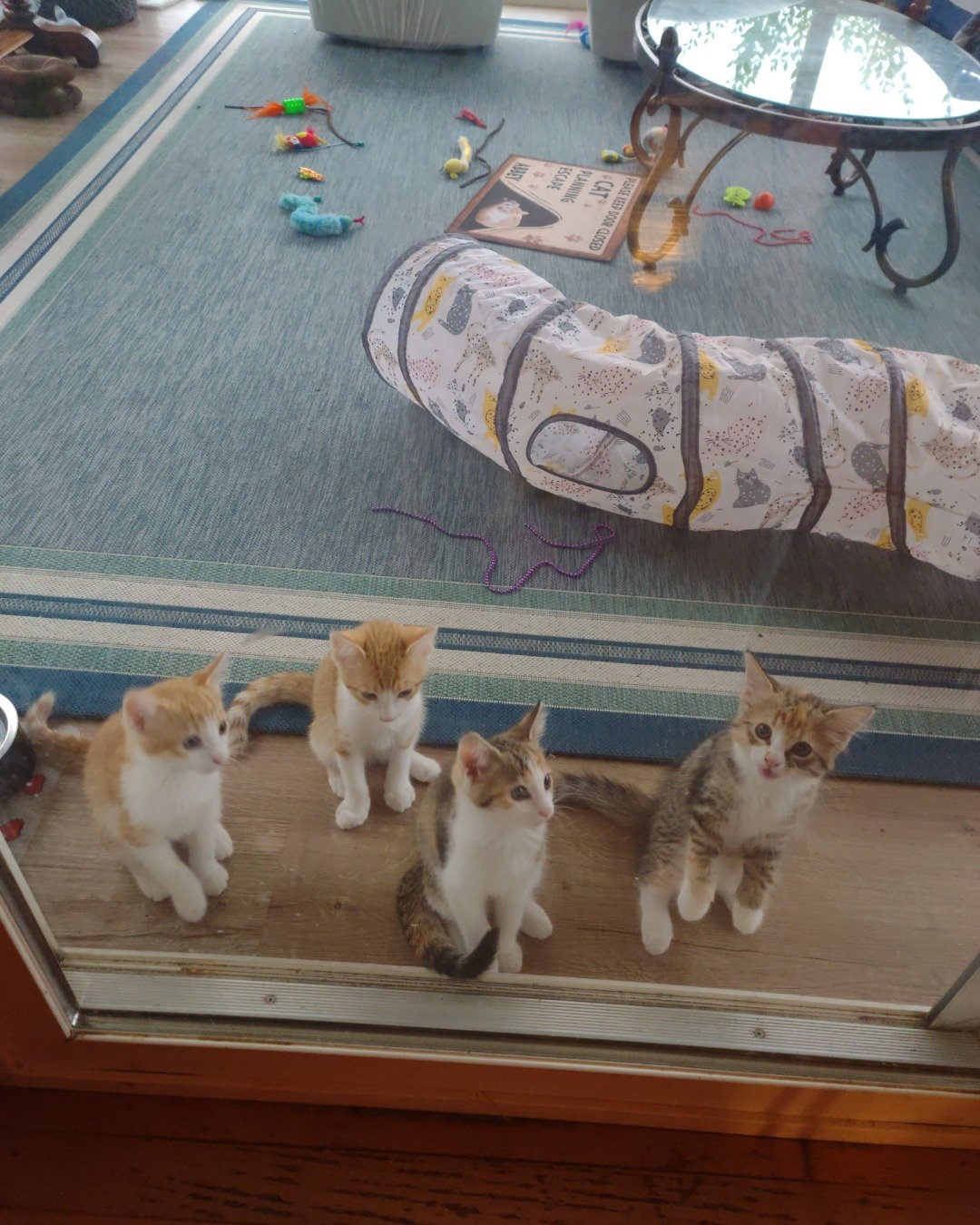 runt , abbey jr. ,and peanut butter cup the Tabby and calico. Cat, Kitten, Furniture, Table, Tape, Plant