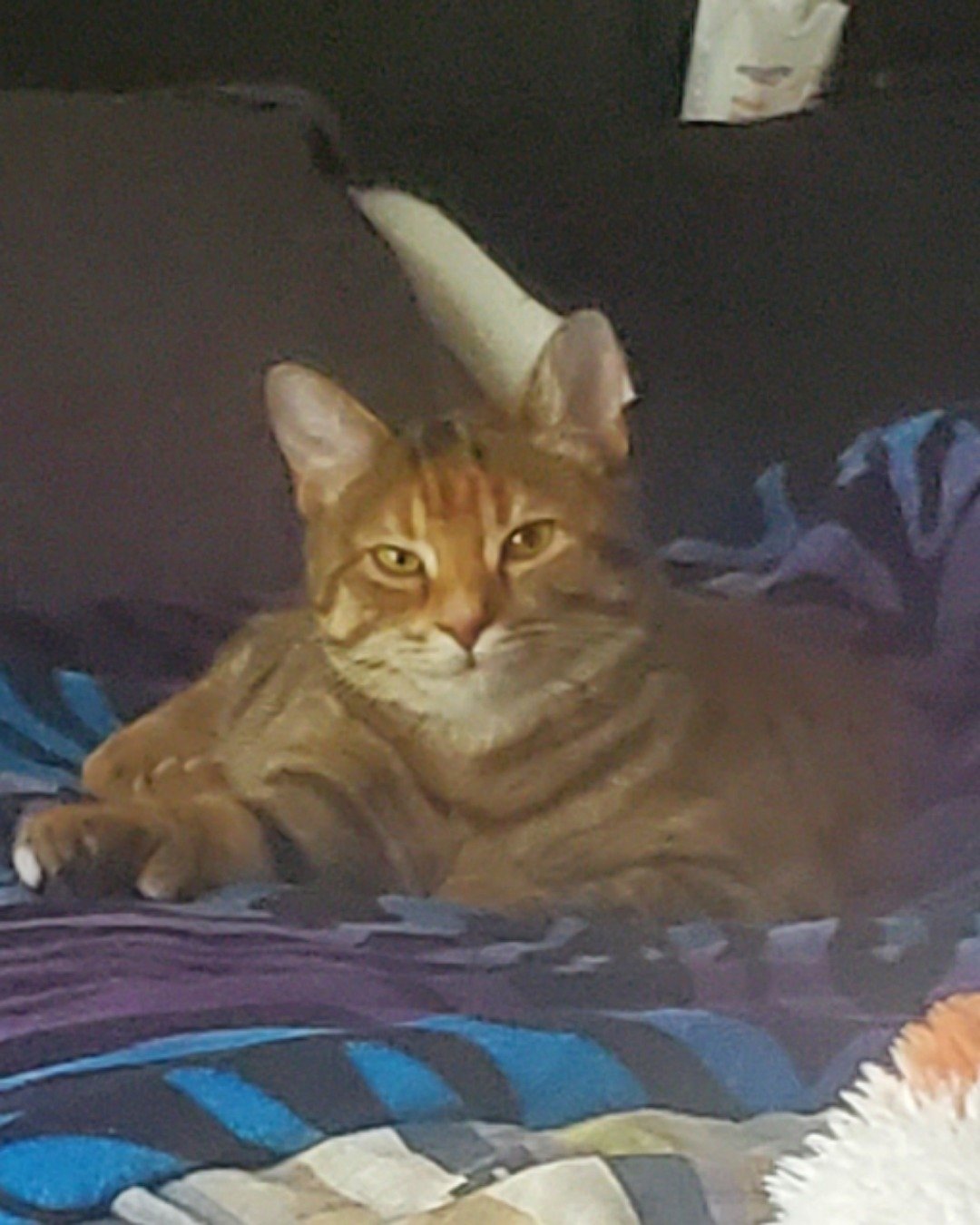 Ainé. Cushion, Home Decor, Furniture, Cat, Abyssinian, Bed