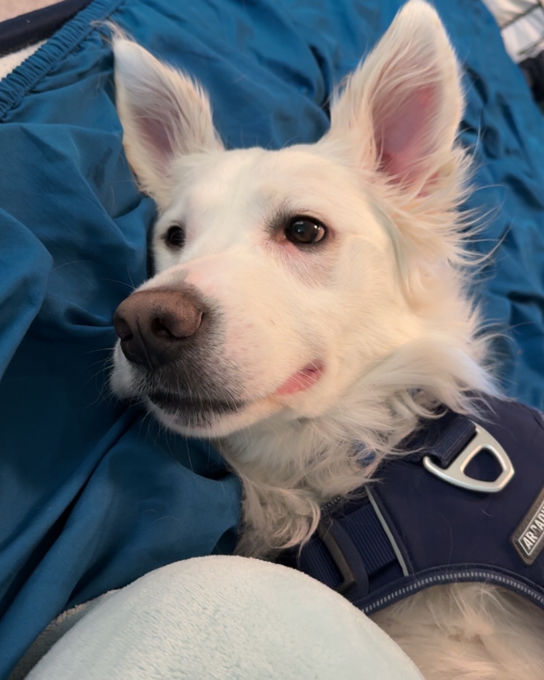Emma the German Shepherd Golden Retriever. Dog, Eskimo Dog