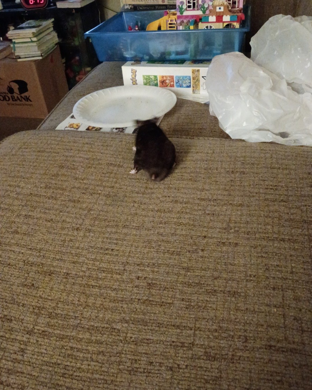 dean the black bear hamster. Box, Plate, Rodent, Cat
