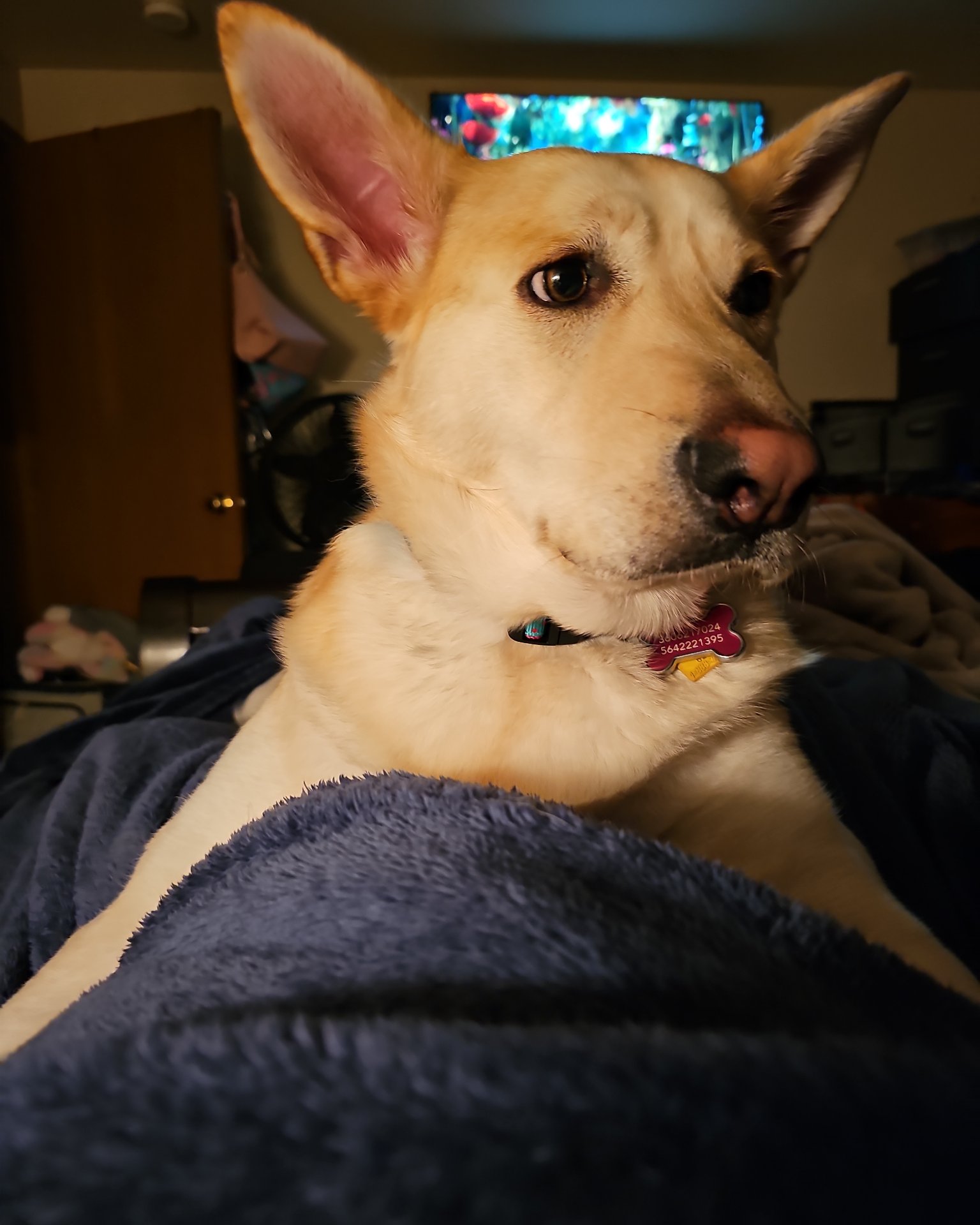 Bella the Labsky. Accessories, Dog, Puppy, Husky