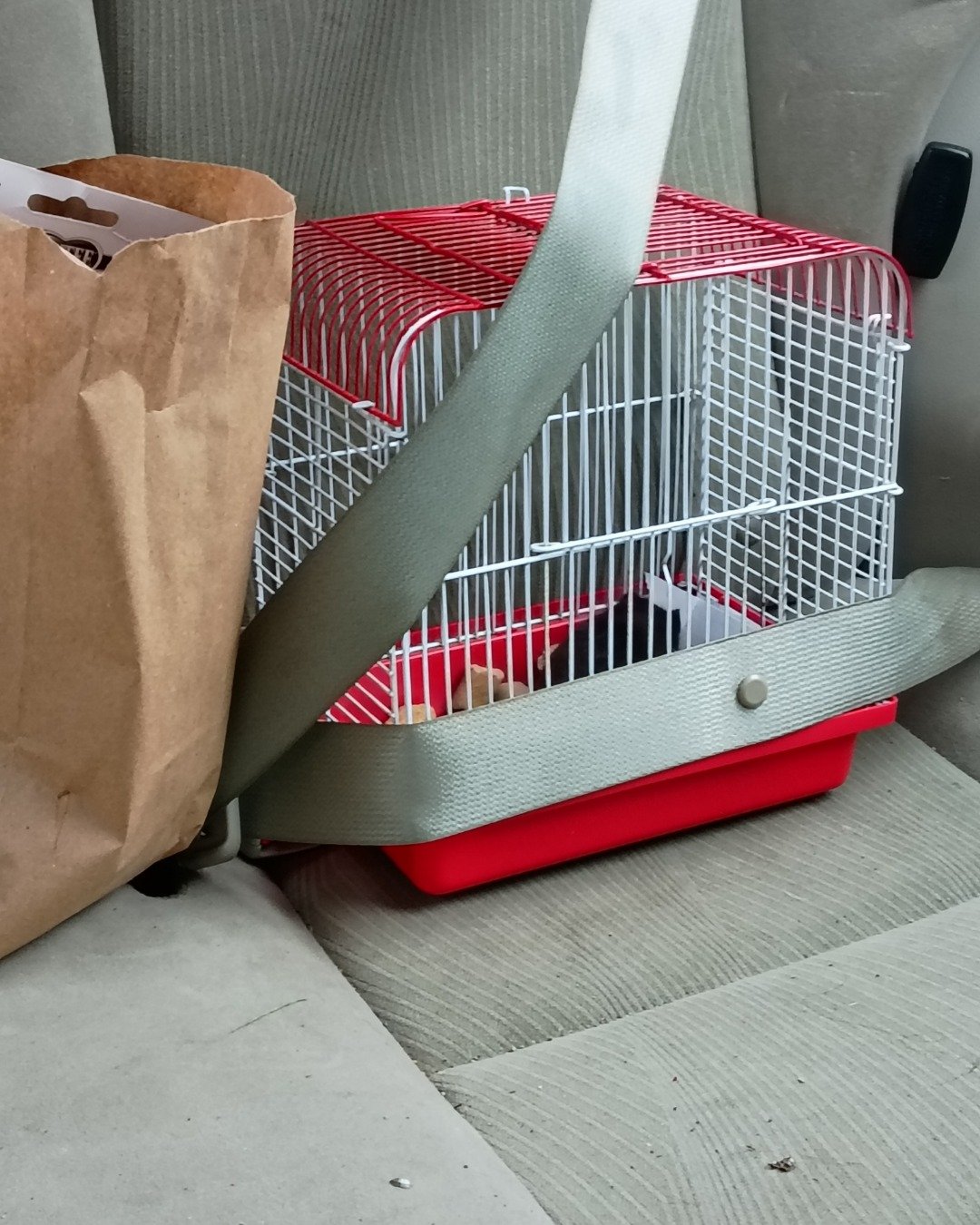 dean the black bear hamster. Cage