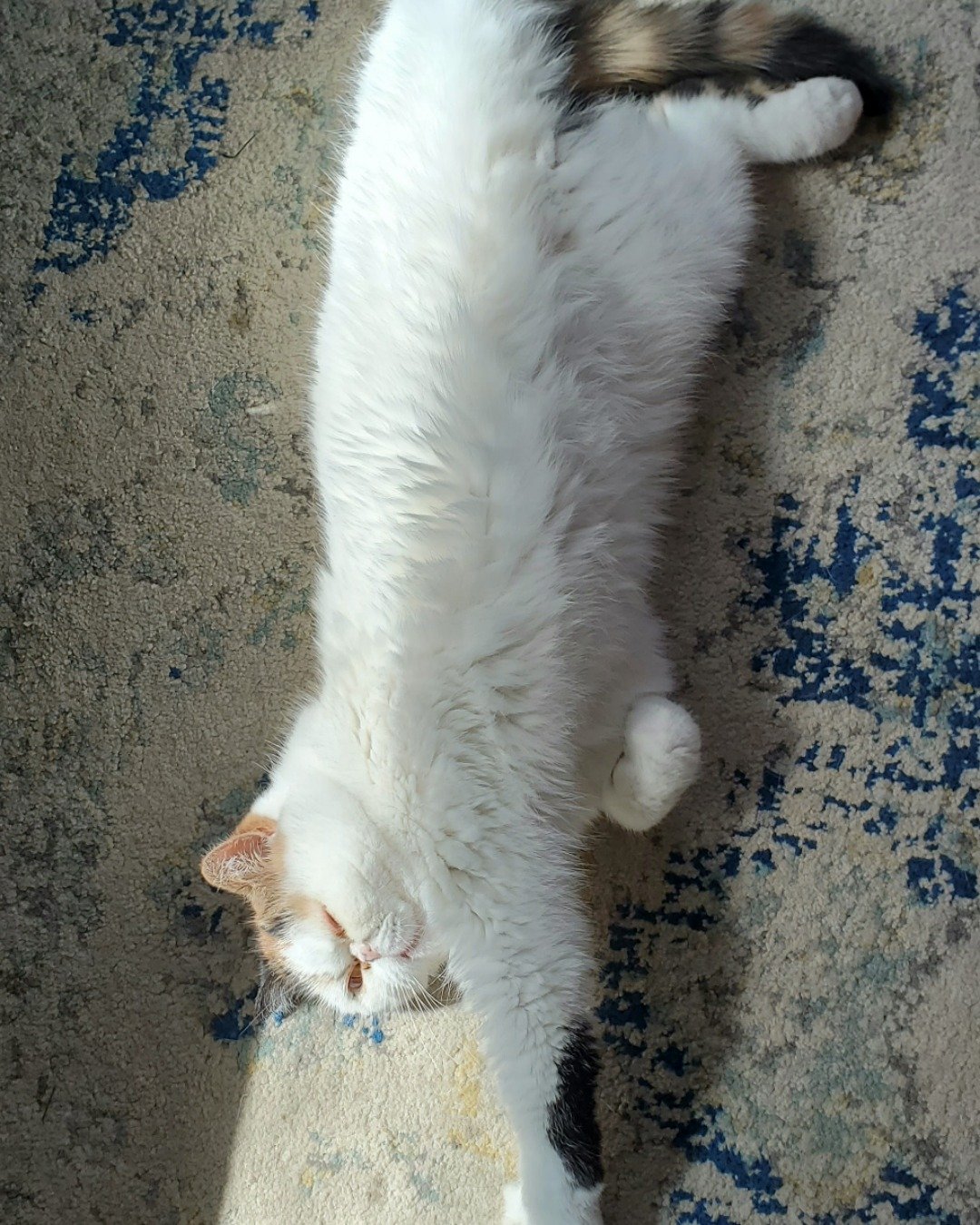 Callie the Exotic Shorthaired Persian. Person, Sleeping, Cat, Kitten, Manx, Angora