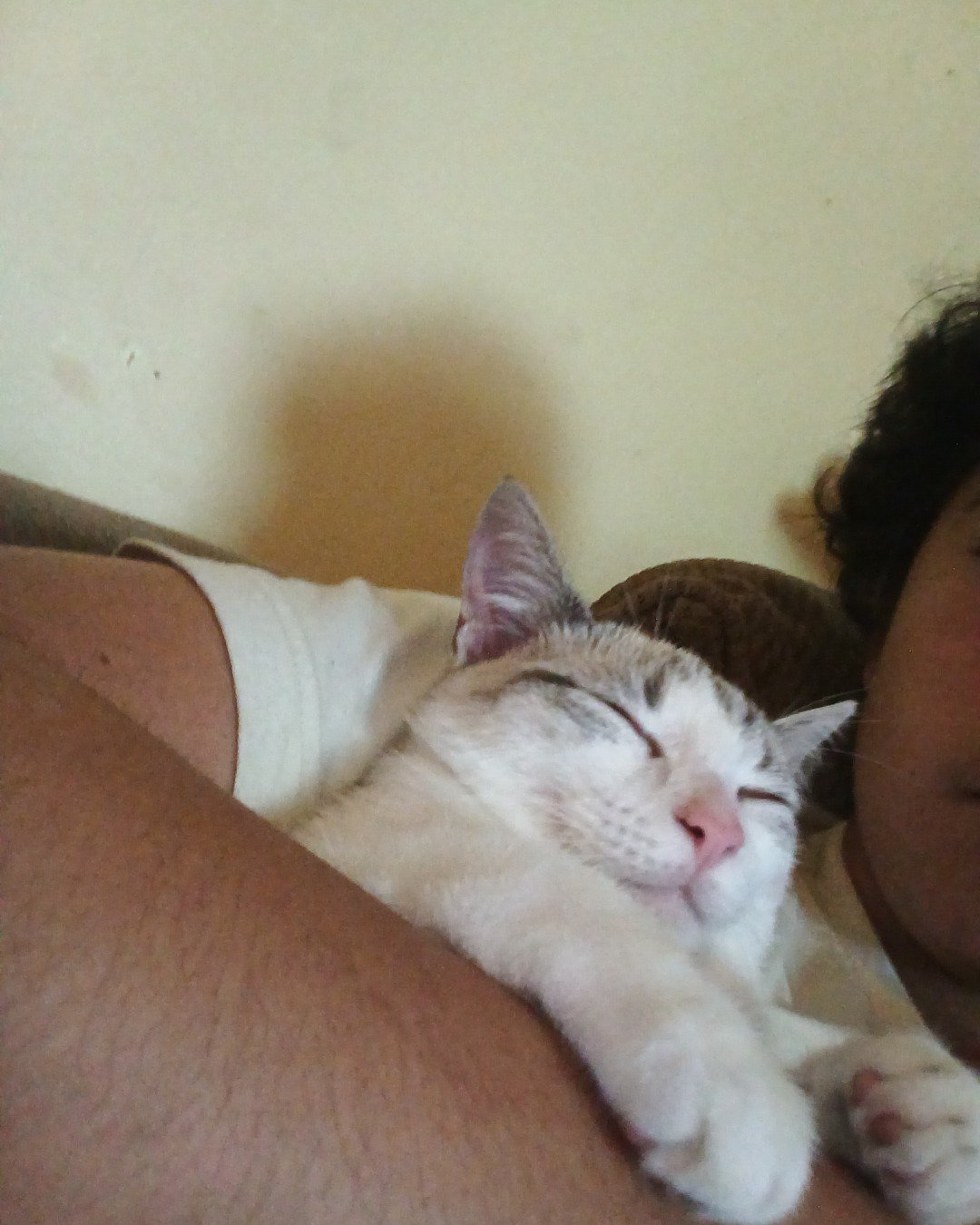 🍬 candy the cat. Person, Sleeping, Cat, Kitten