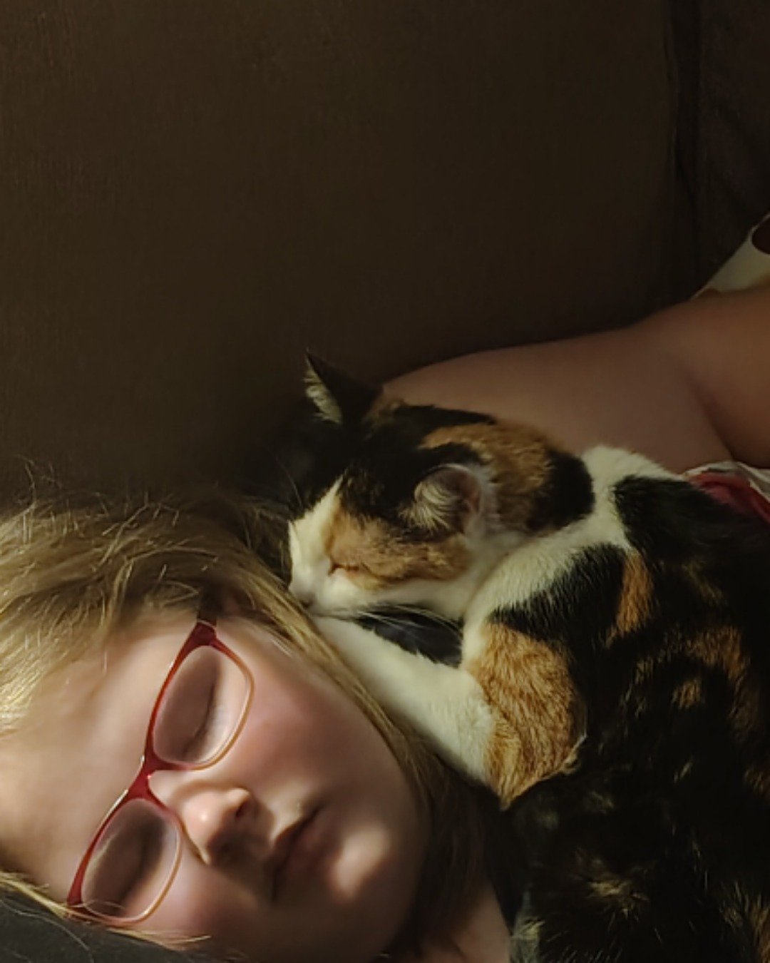 Ziggy the Calitco. Accessories, Glasses, Person, Sleeping, Sunglasses, Cat