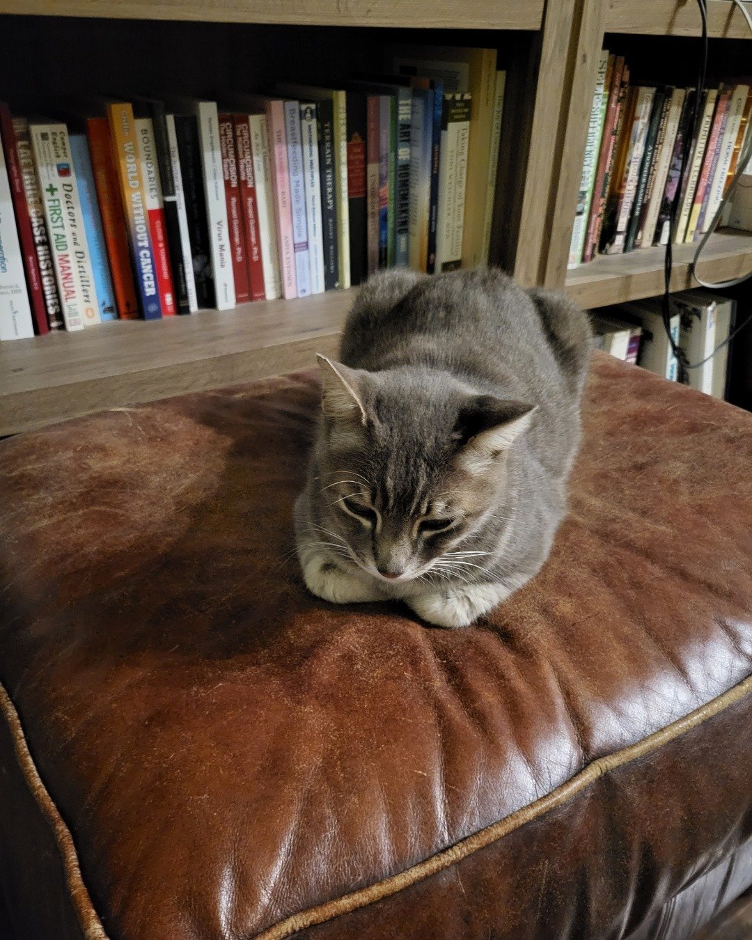 Jack the Tabby. Shelf, Book, Indoors, Library, Publication, Furniture