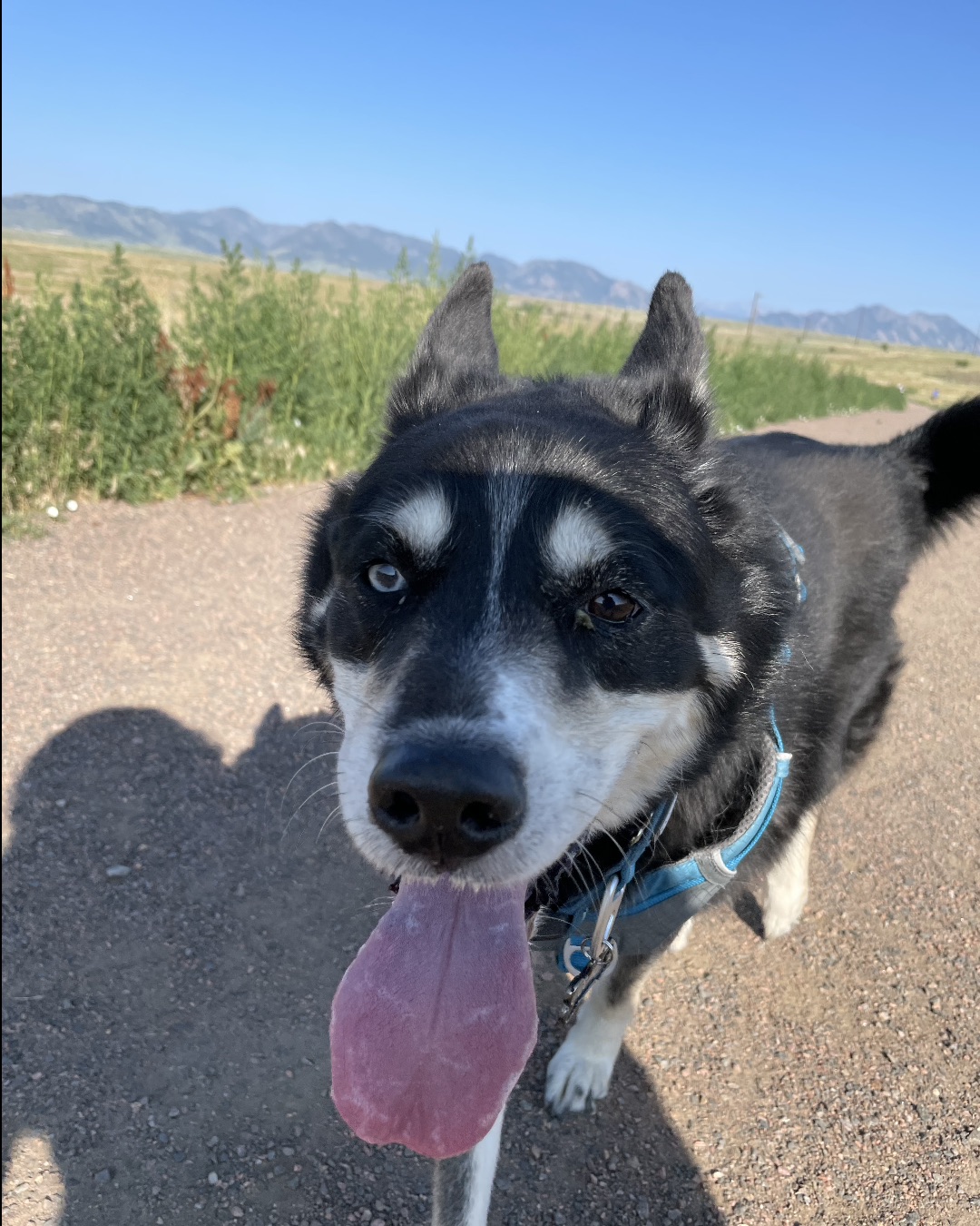 Loki the Husky Mix