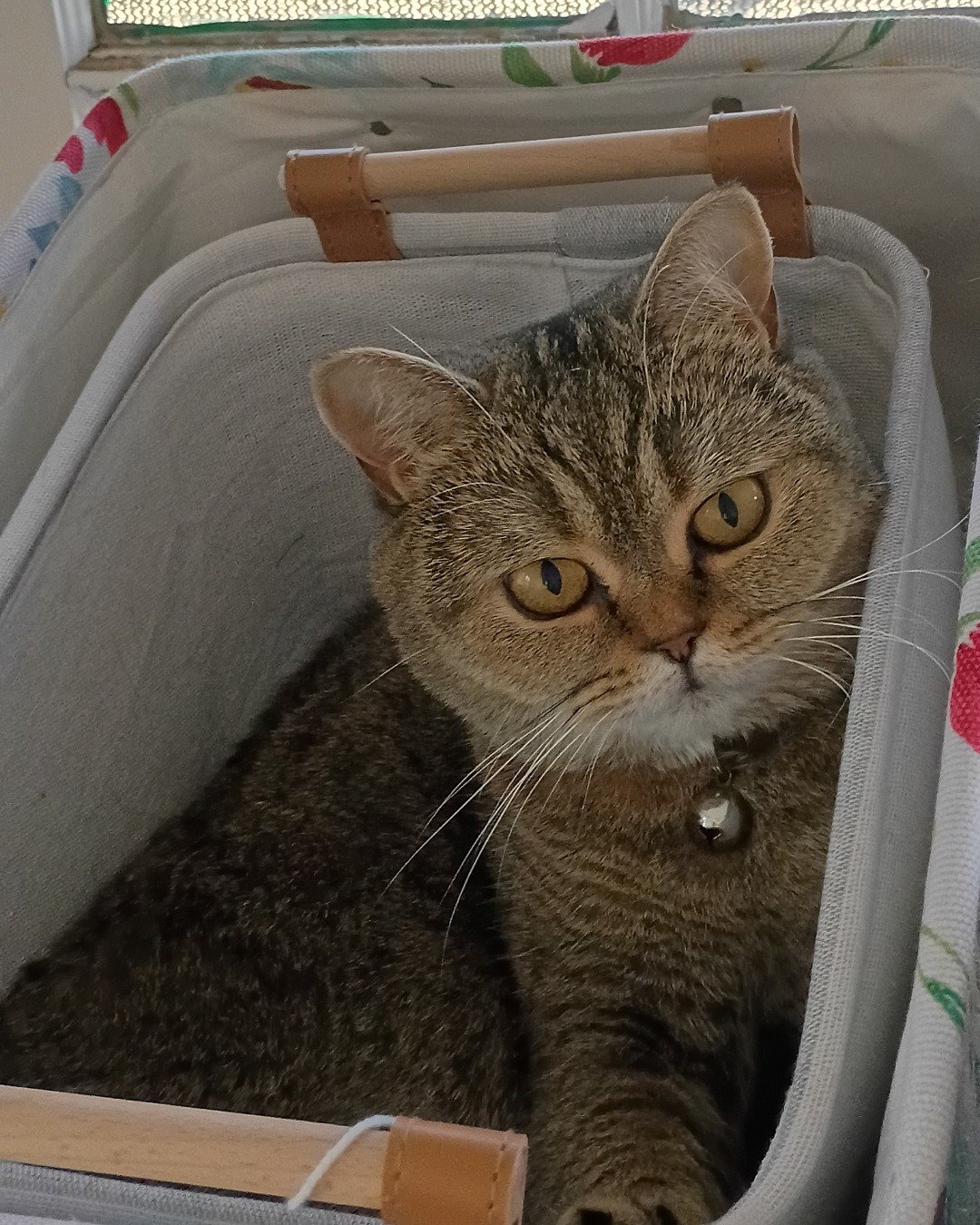 Peaches the British Shorthair. Furniture, Cat, Axe, Device, Tool, Weapon