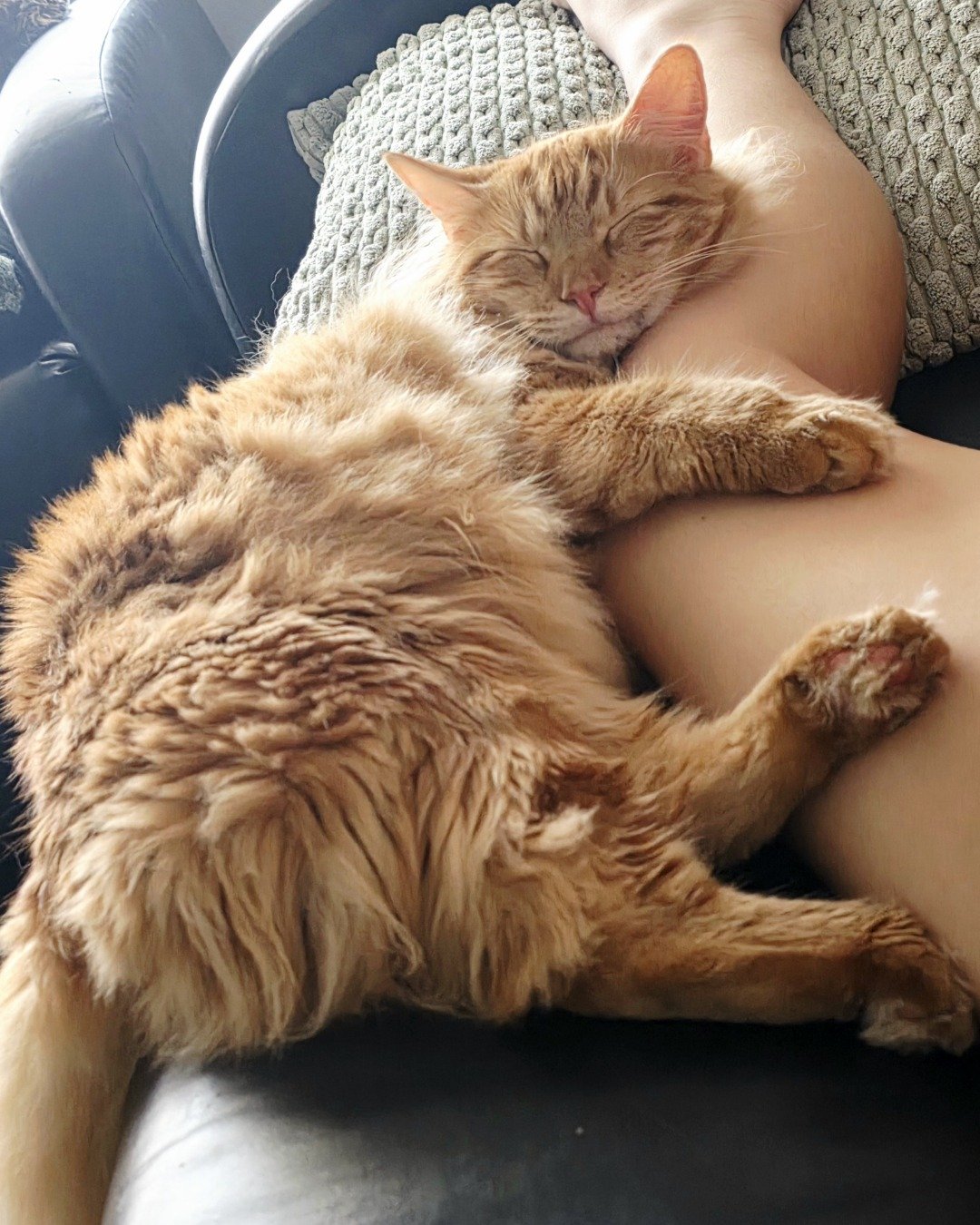 Jean-Luc the Orange Domestic Longhair. Person, Sleeping, Cat, Kitten