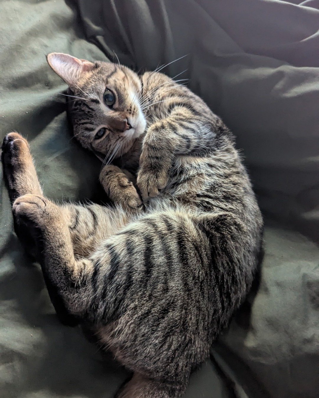 Luna the Domestic shortage (aka a gray Tabby). Couch, Furniture, Person, Sleeping, Cat, Kitten