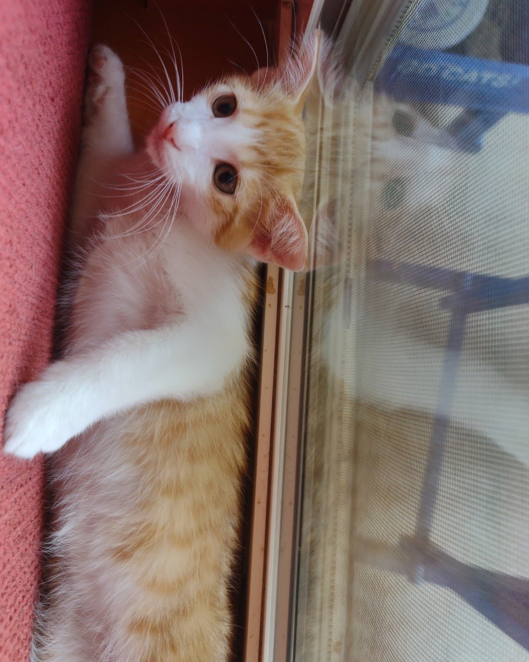 runt , abbey jr. ,and peanut butter cup the Tabby and calico. Cat, Kitten