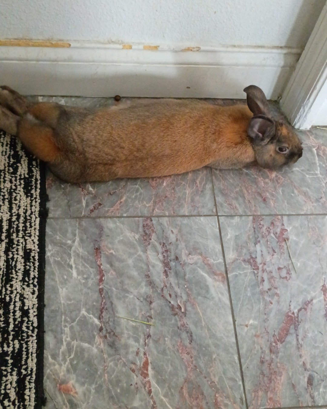 Dravina the Bunny. Floor, Flooring, Rabbit, Cat
