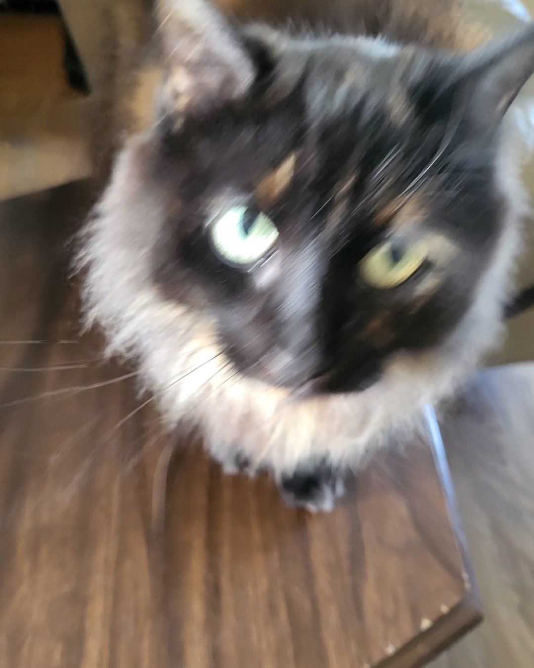 Minnie. Wood, Hardwood, Plywood, Furniture, Table, Cat