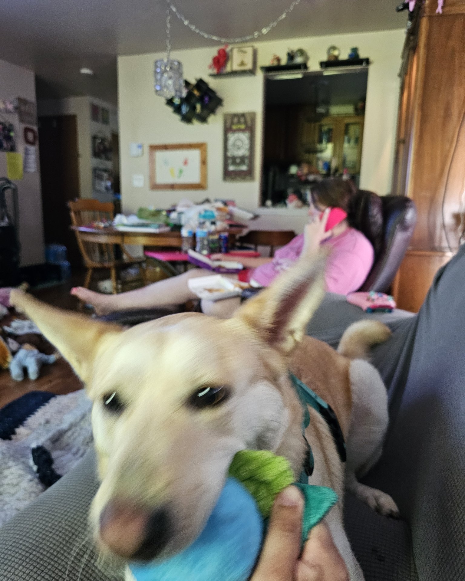 Bella the Labsky. Architecture, Building, Furniture, Indoors, Living Room, Room
