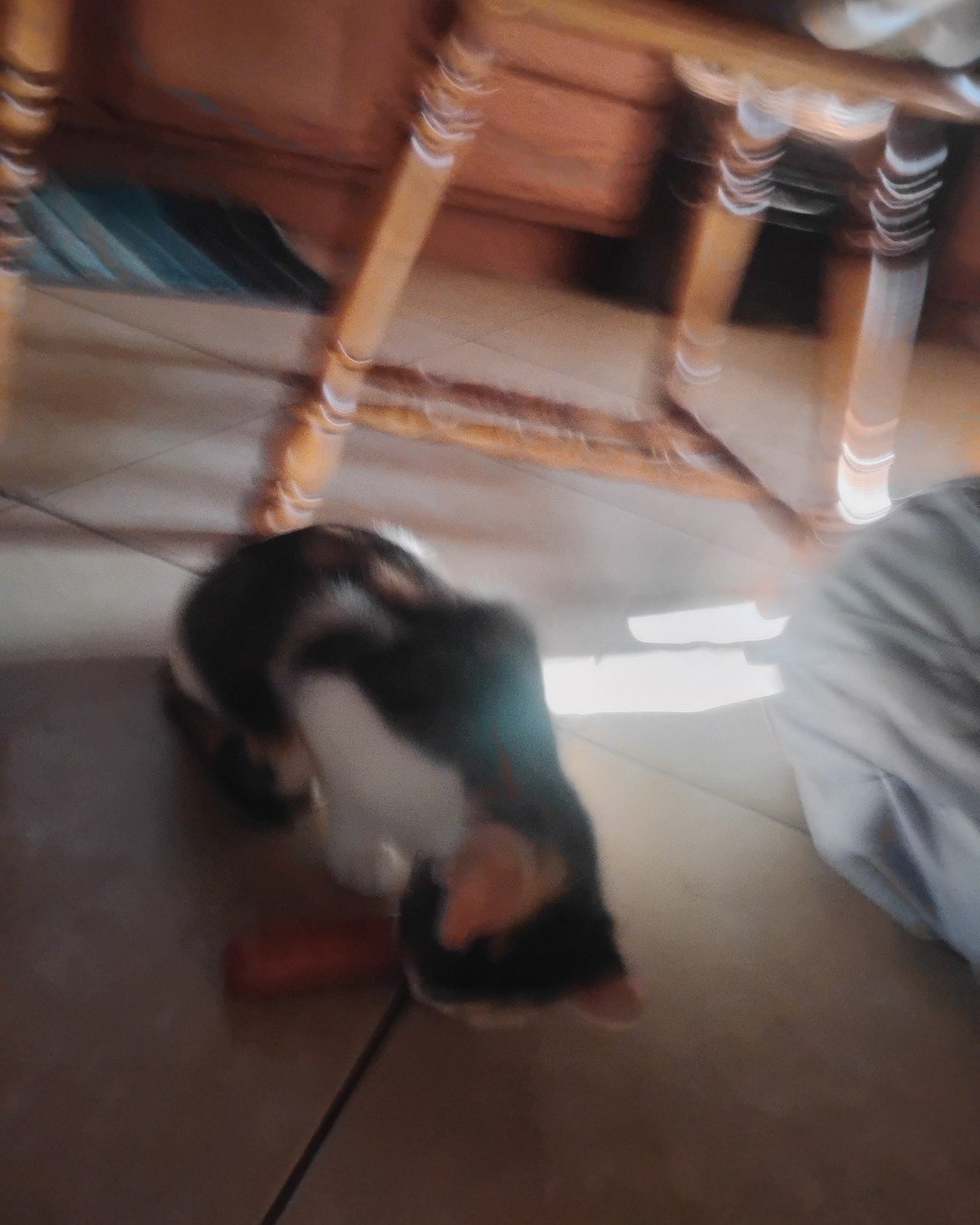 Kiki. Floor, Flooring, Wood, Dog, Puppy, Furniture