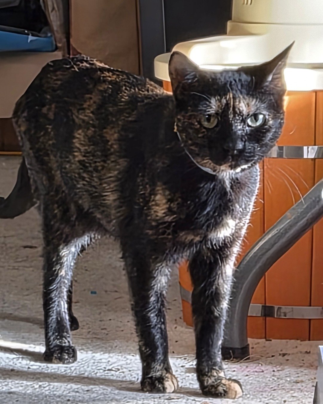 Aliss. Cat