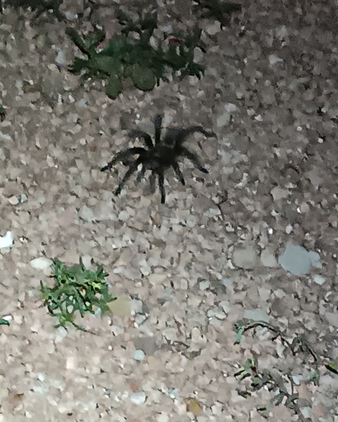 wild animals the any. Invertebrate, Spider, Insect, Tarantula