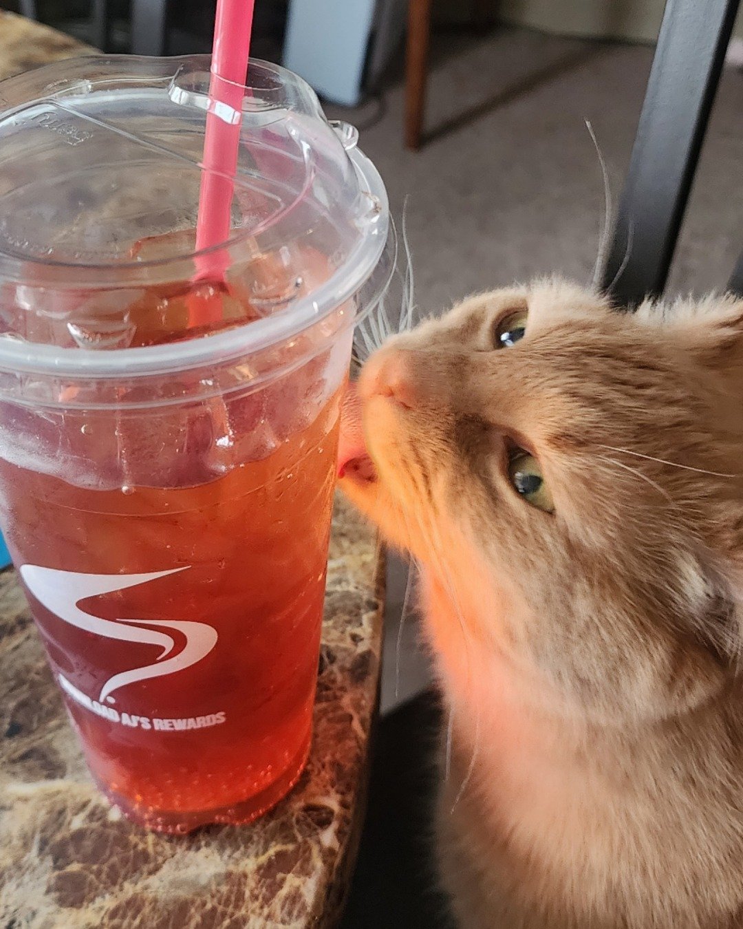 Harley the Orange Floof. Beverage, Juice, Cat, Kitten