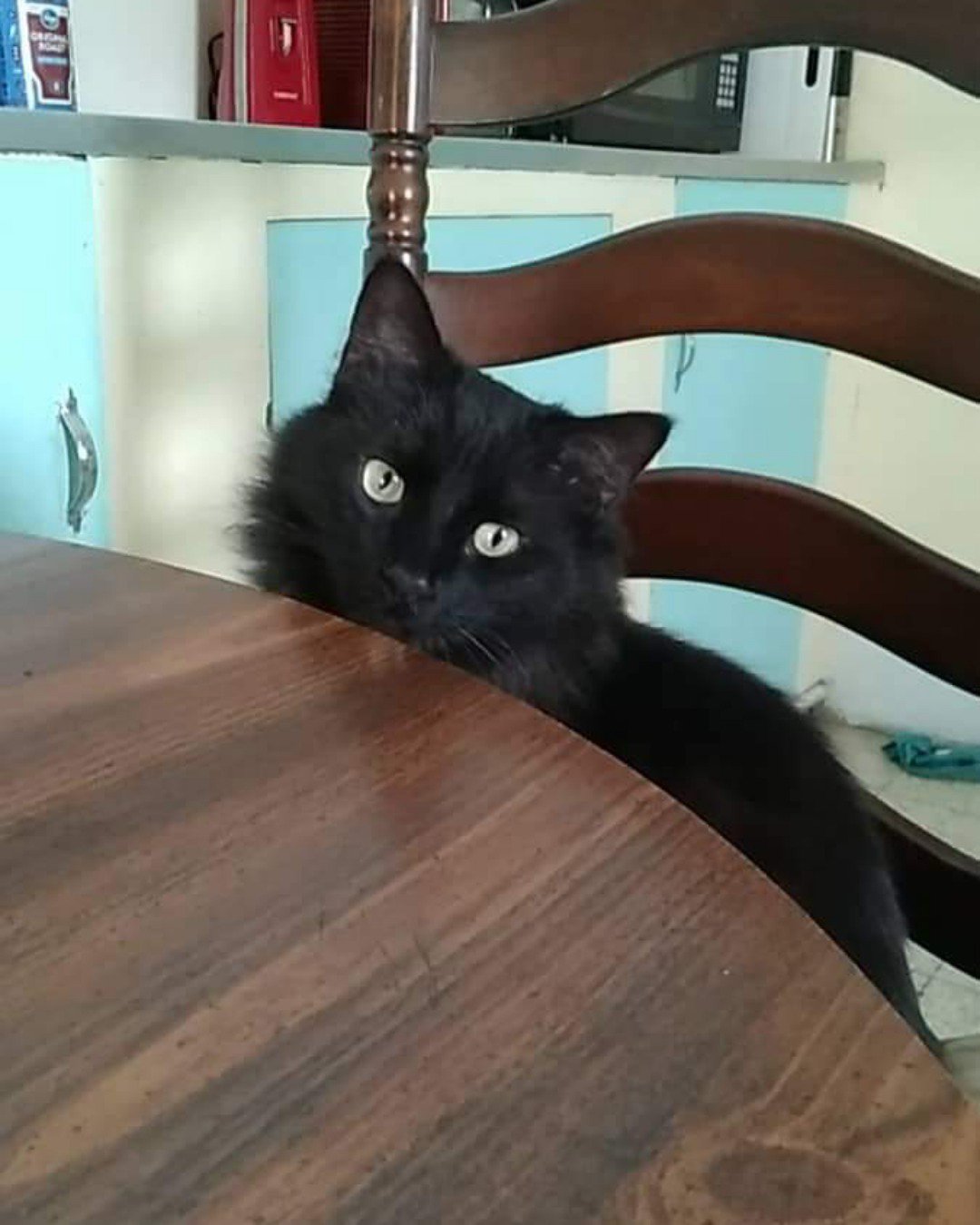 Sylvester the Unsure. Wood, Hardwood, Stained Wood, Cat
