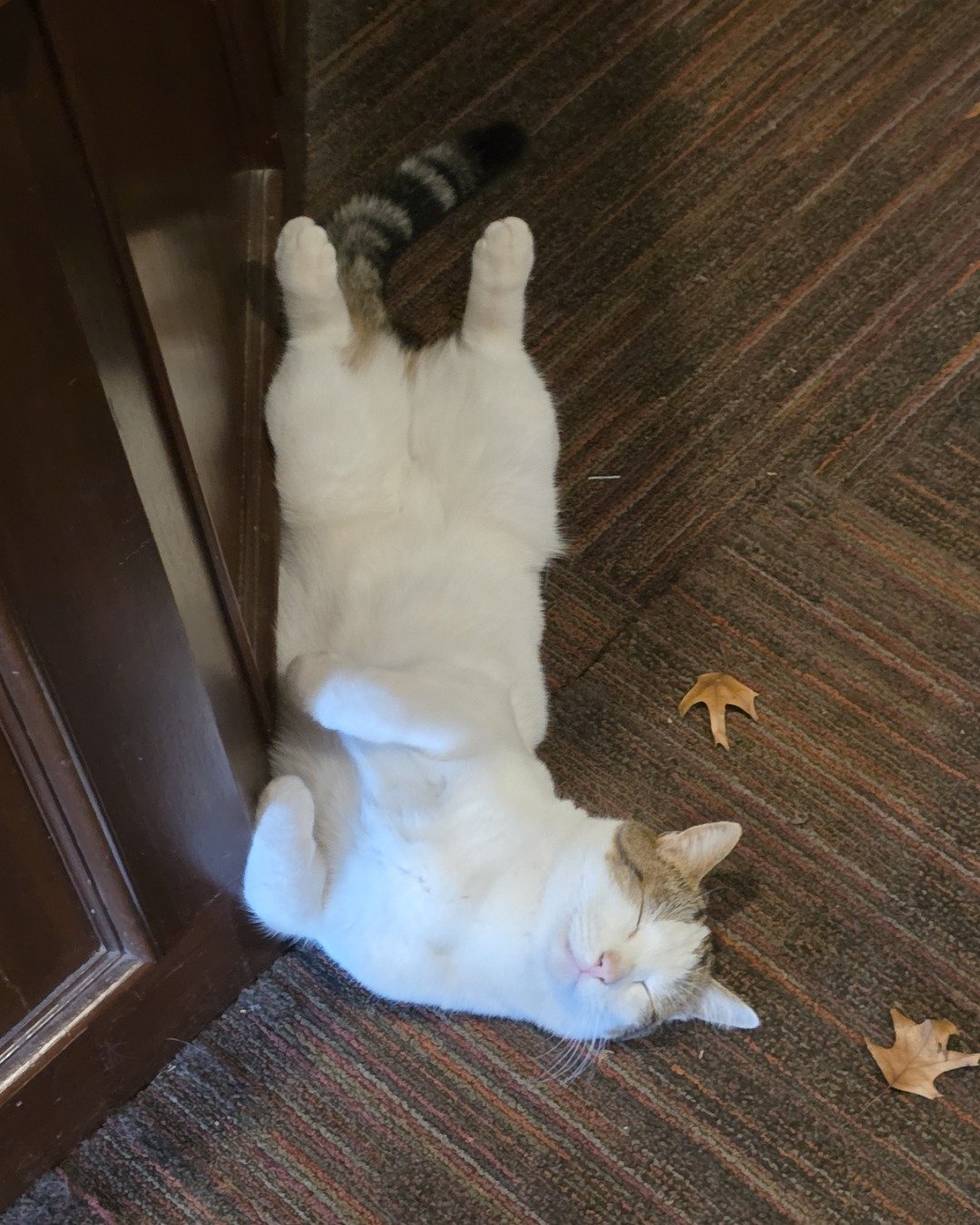 Rascal. Floor, Flooring, Wood, Cat, Leaf, Plant