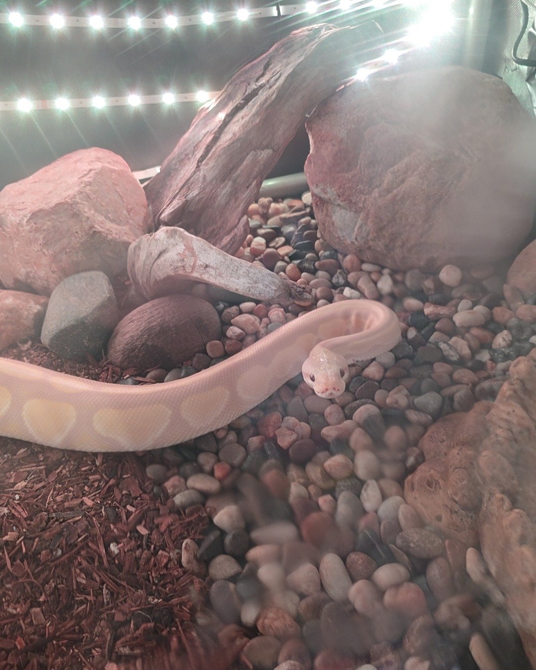 Gouda the Ball Python. Reptile, Snake