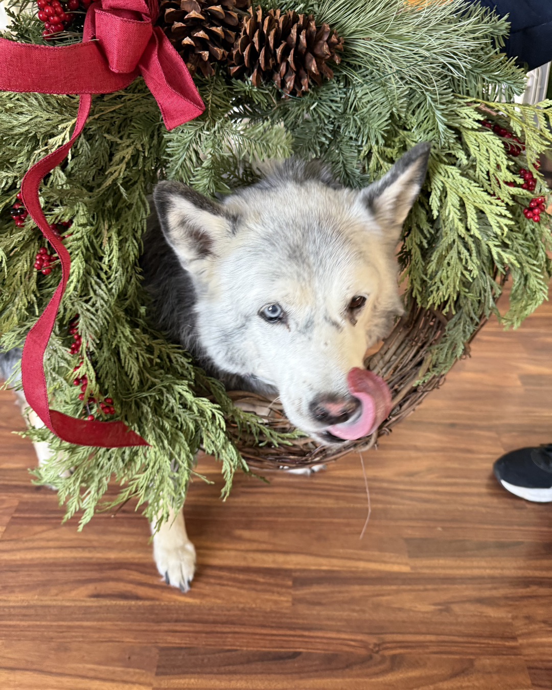 Loki the Husky Mix