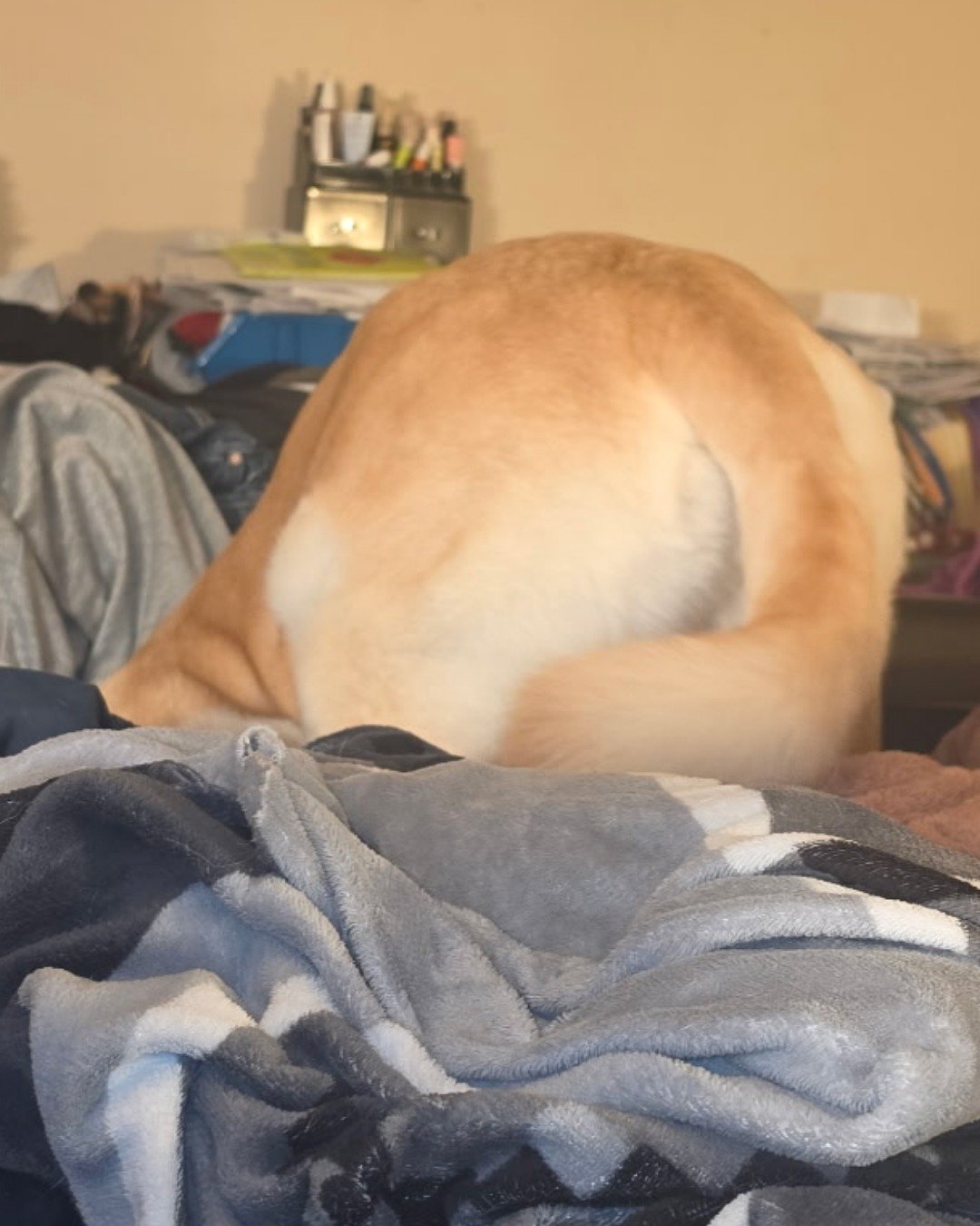 Bella the Labsky. Blanket, Dog, Furniture