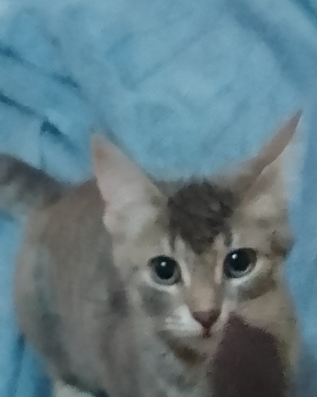 Star the grey Tabby. Cat, Kitten, Abyssinian