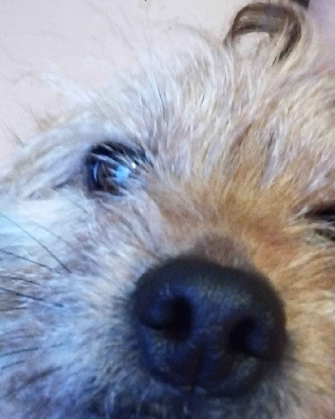 dexter the mutt. Dog, Puppy, Terrier