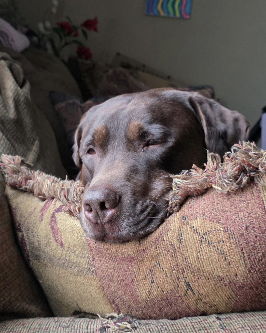 Roscoe the chocolate lab. Cushion, Home Decor, Couch, Furniture, Dog, Puppy