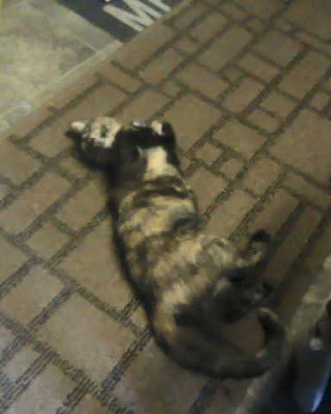 Gizmo. Cat