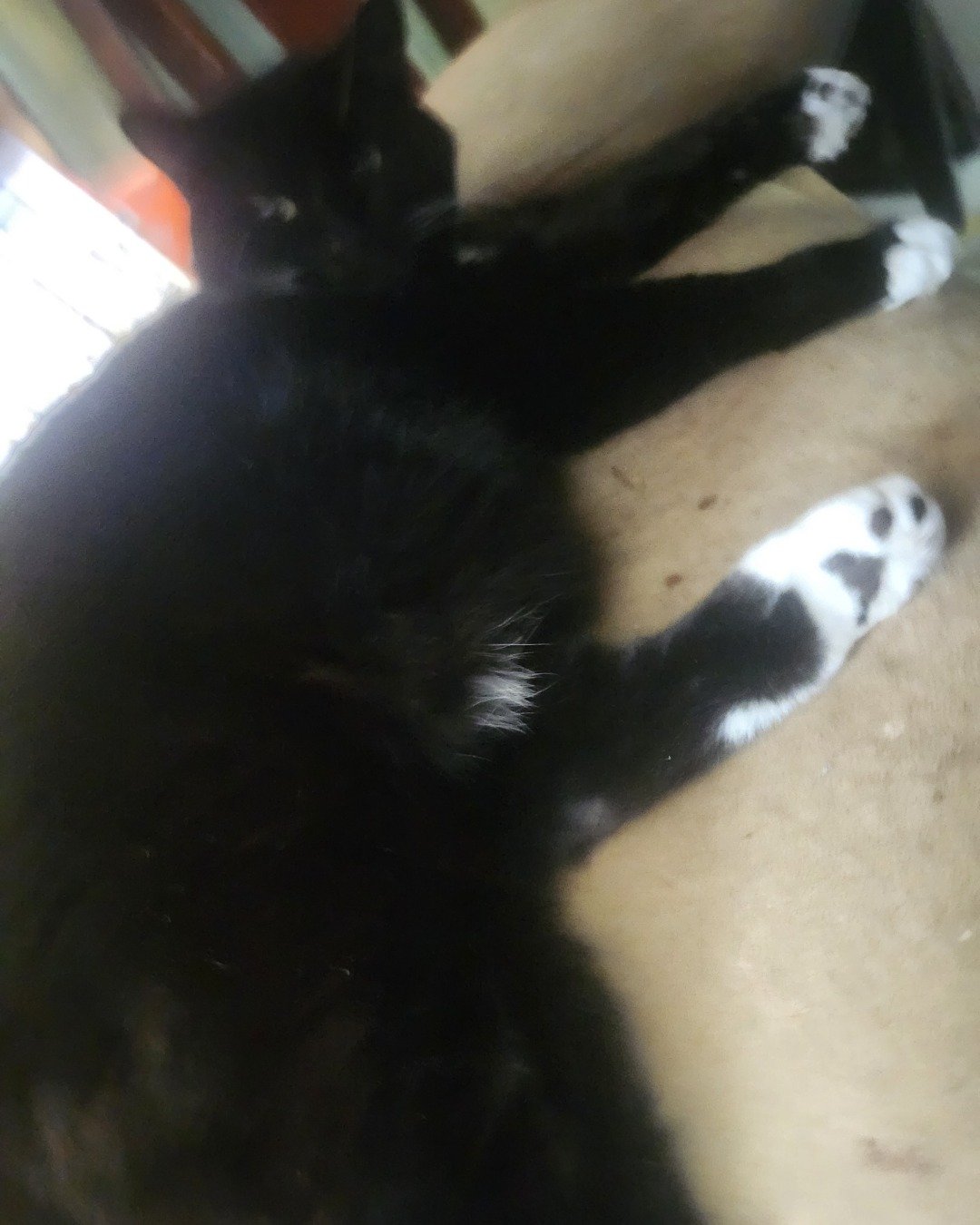 potatoes the American short hair tuxedo. Cat, Black Cat, Kitten