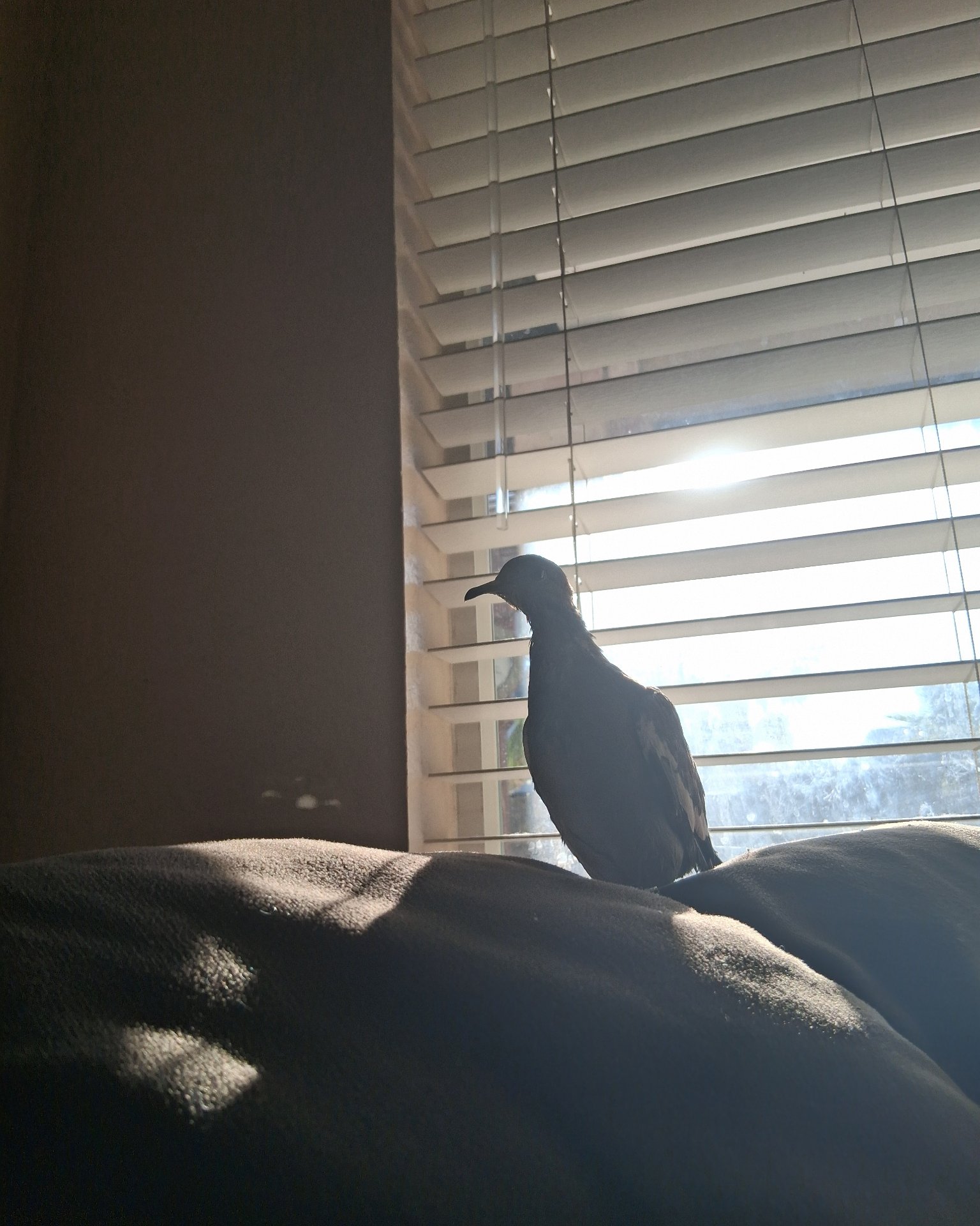 Derek the white tipped dove. Home Decor, Curtain, Window Shade, Bird, Blackbird