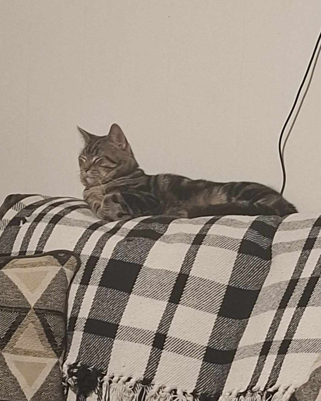 Hermes the taby. Couch, Furniture, Cushion, Home Decor, Blanket, Cat