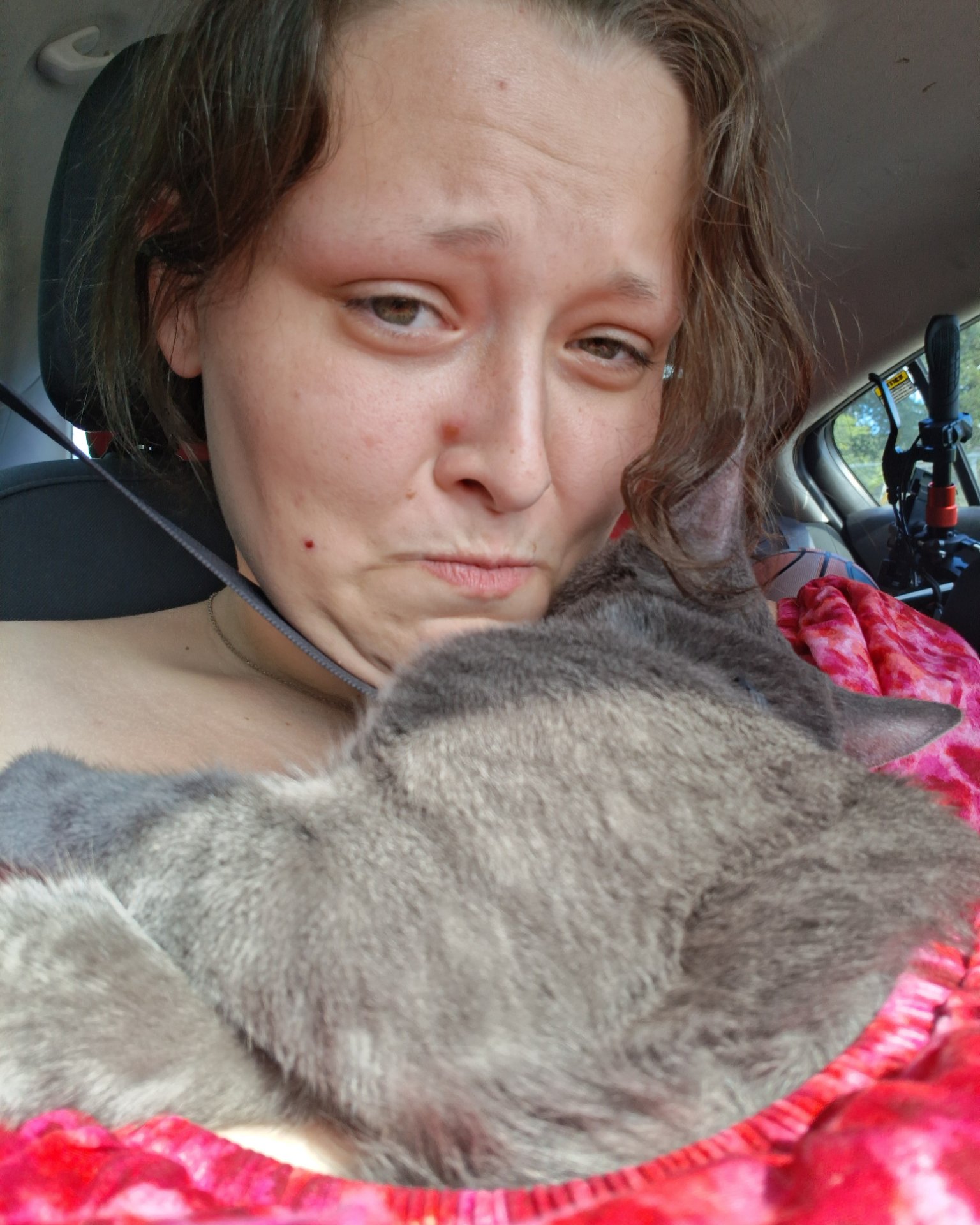 Biscuits the Russian blue