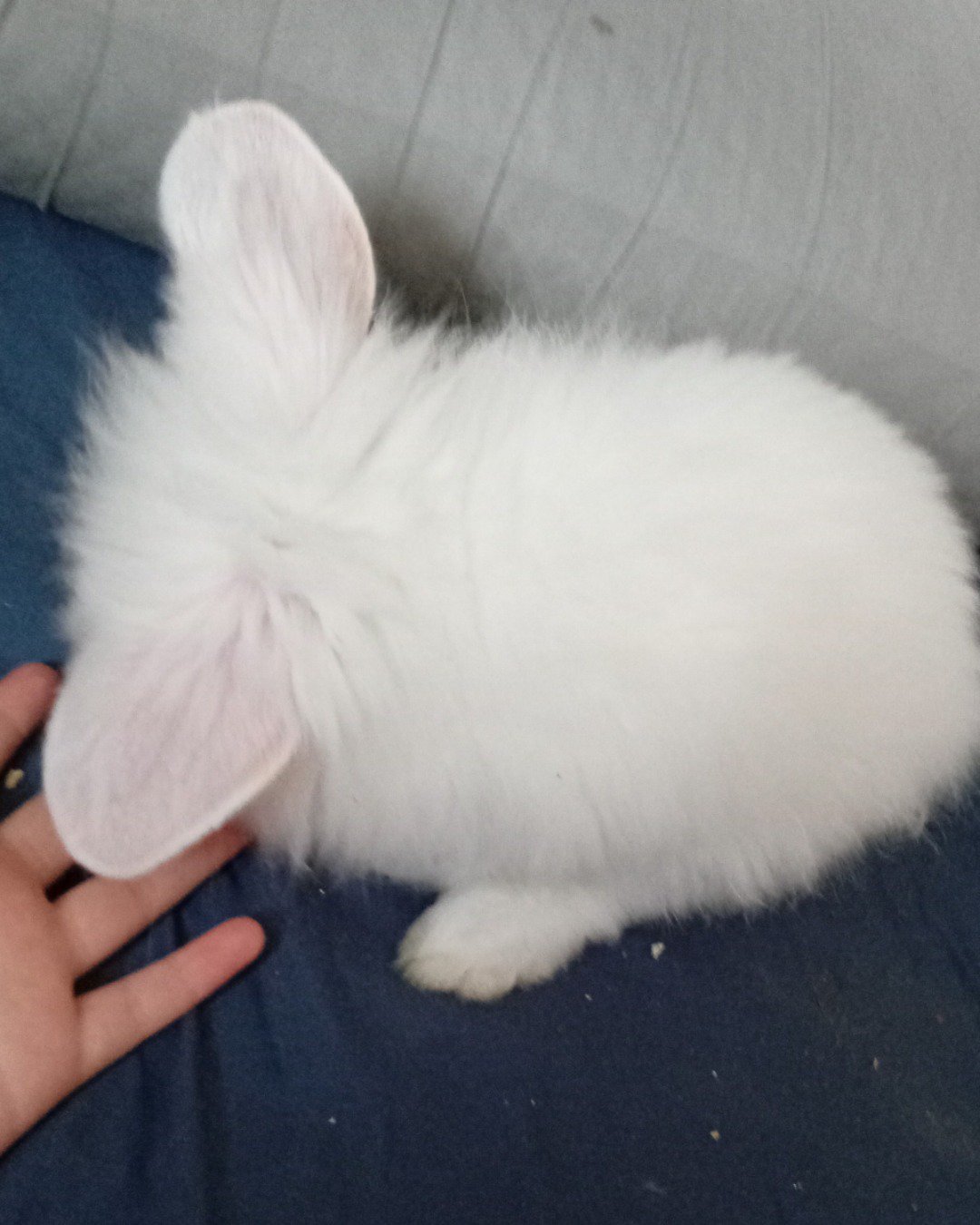 Ushka. Rabbit, Cat, Hare, Rodent, Angora