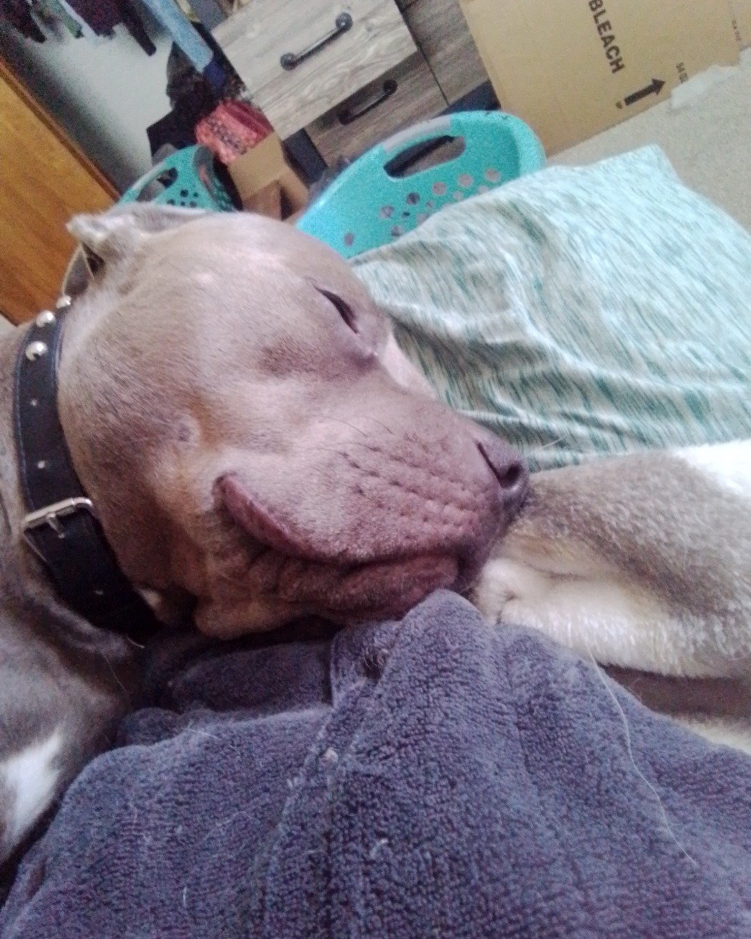 sleepy baby the pitbull. Person, Sleeping, Dog, Puppy, Blanket, Hound
