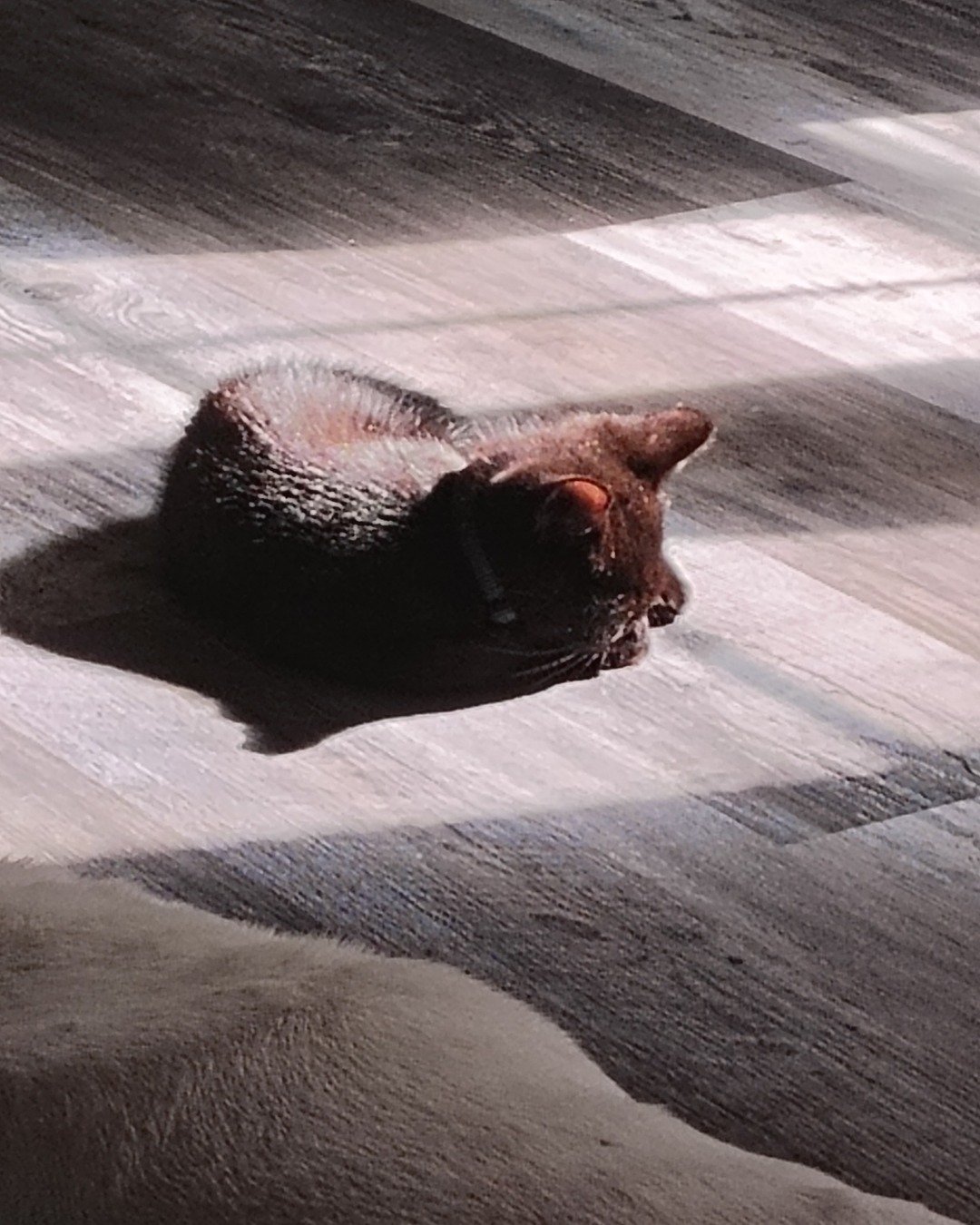 Fish. Floor, Cat, Manx