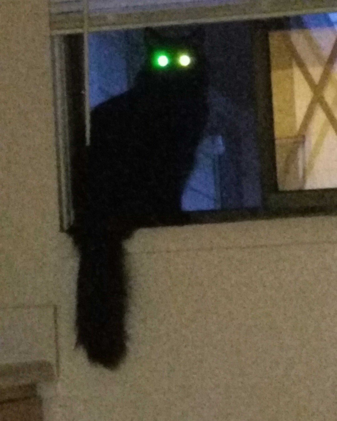 Sylvester the Unsure. Cat, Black Cat