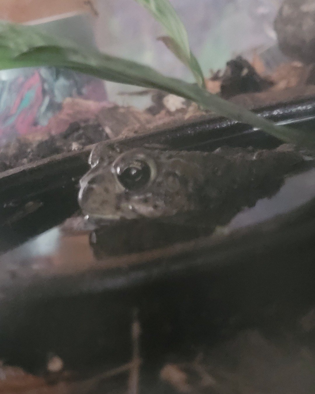 Chungus the Anaxyrus boreas halophilus. Amphibian, Frog, Toad